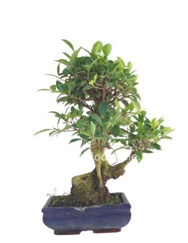 Pianta di ficus