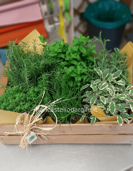 Cassetta con sei piante aromatiche