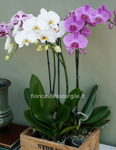 Phalenopsis a 2 rami