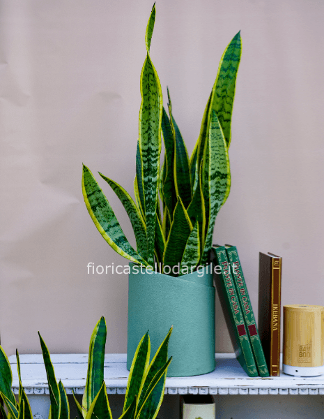 ๐ฆ๐ฎ๐ป๐๐ฒ๐๐ฒ๐ฟ๐ถ๐ฎ