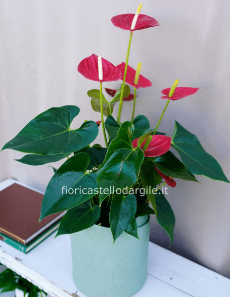 𝗔𝗻𝘁𝗵𝘂𝗿𝗶𝘂𝗺