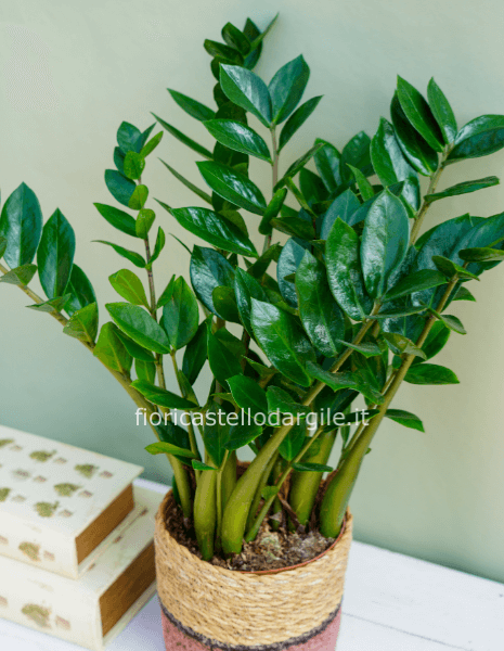 𝗭𝗮𝗺𝗶𝗼𝗰𝘂𝗹𝗰𝗮𝘀